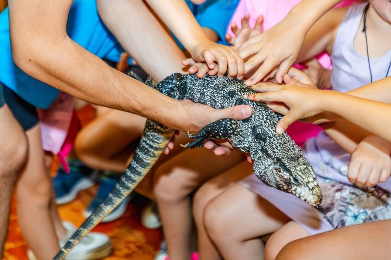 Varios niños sostienen entre todos un lagarto grande en el aula de naturaleza.