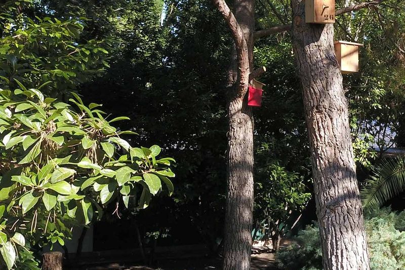 Jardín de la aldea con árboles altos y una casita de pájaros colgada del tronco.