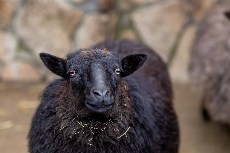 Retrato de una oveja negra de los corrales de la granja mirando a cámara.